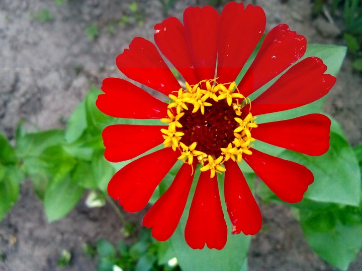 flowers ❀