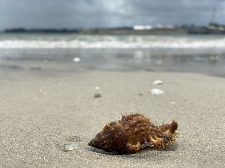 Life in ocean