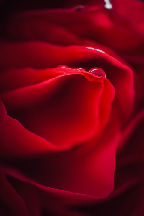 тапети color, petal