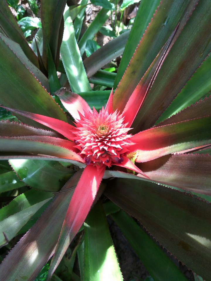 red flowers