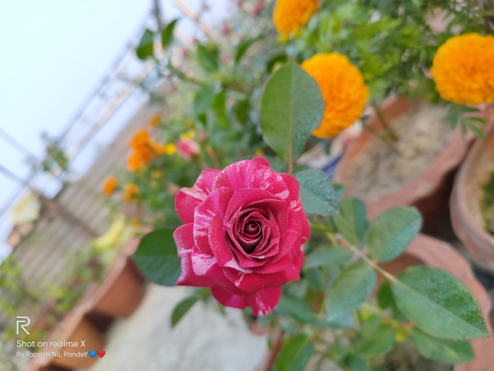 Red with White shed RoSe..Click : BY ME..