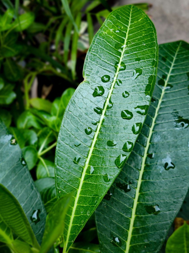Watered