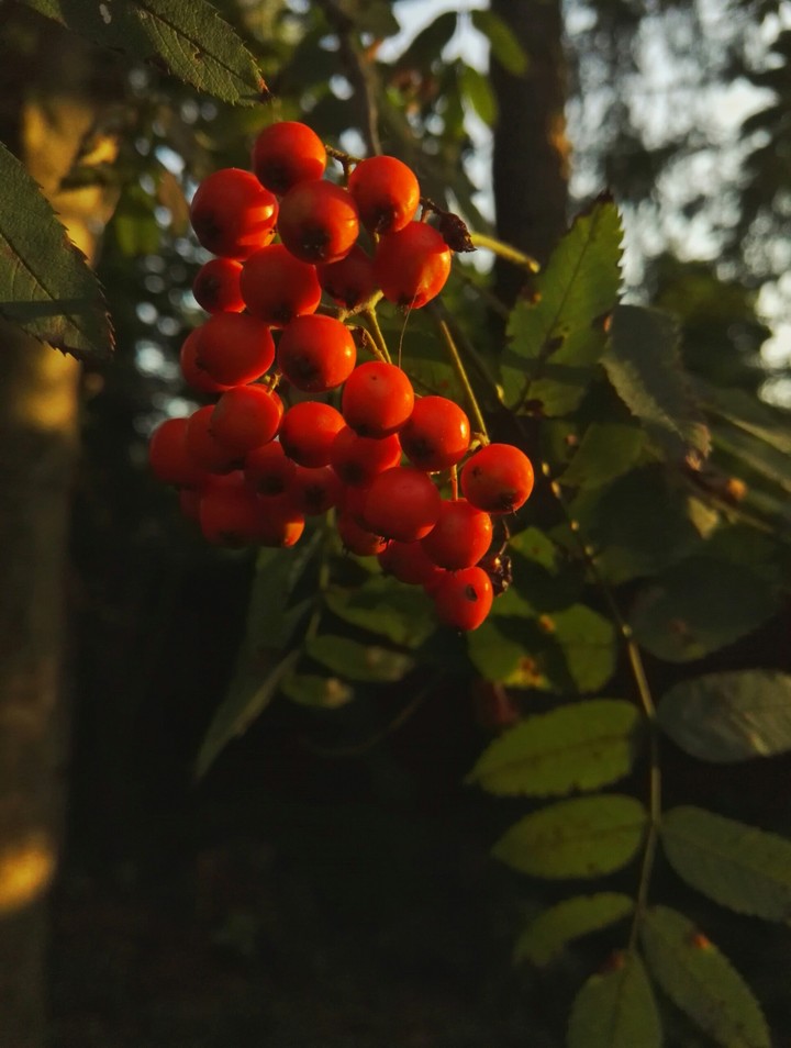 Red rowanberry