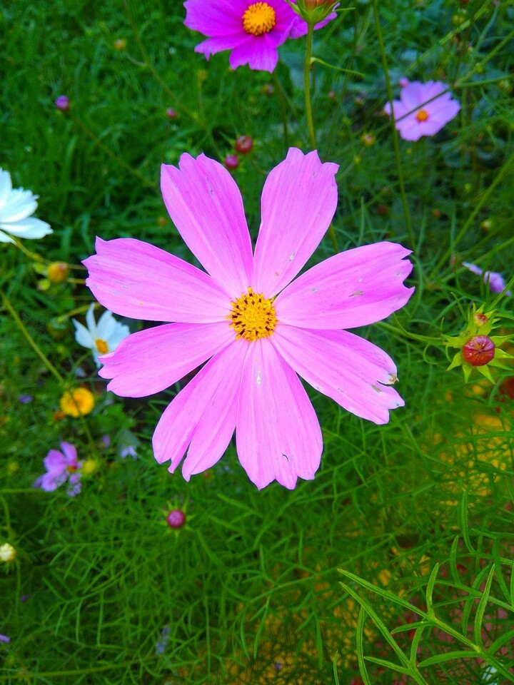 flawer