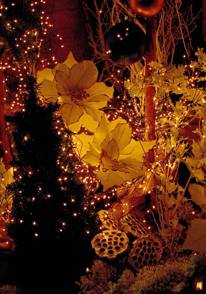 light flower