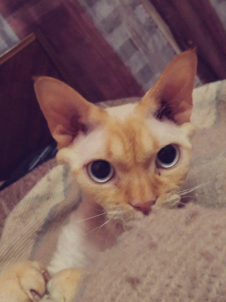 cat