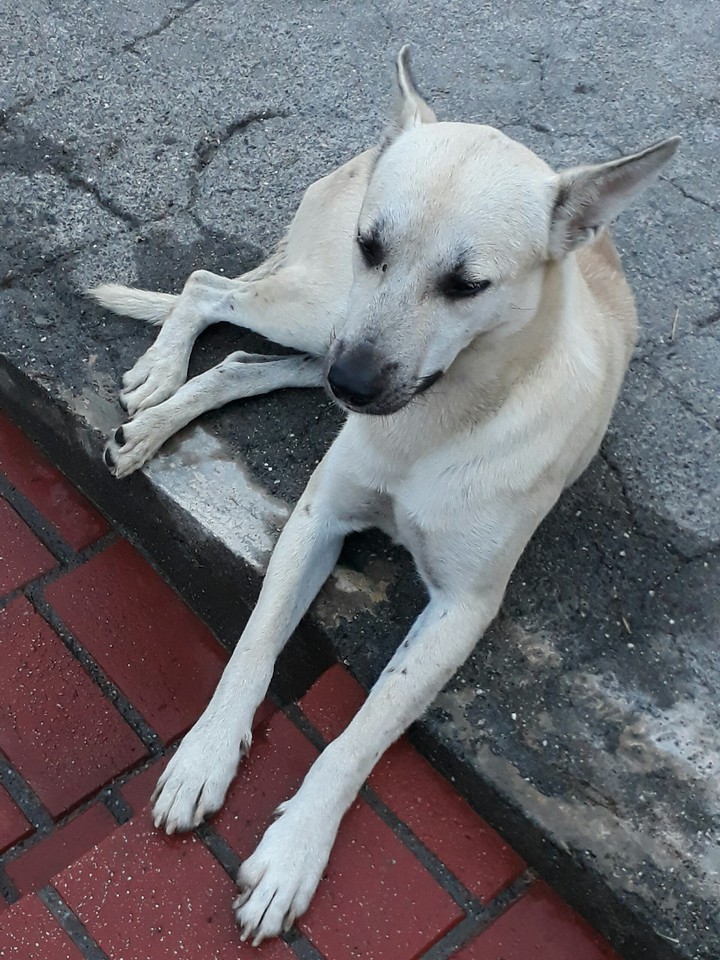 dog