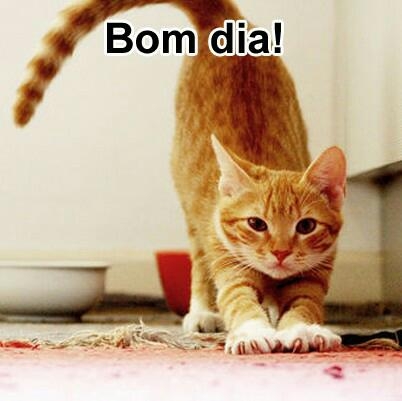 gatinho