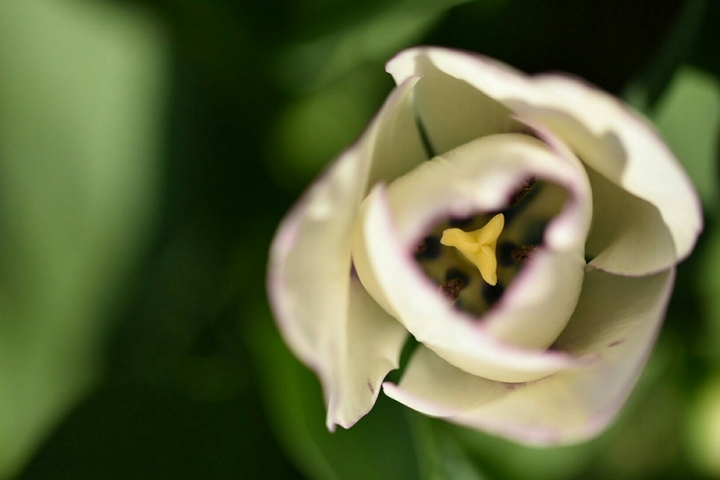 Tulpe