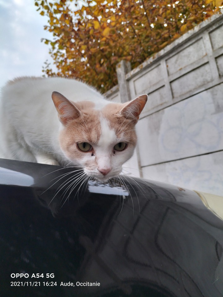magnifique chat