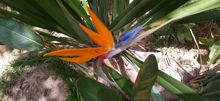 Flores