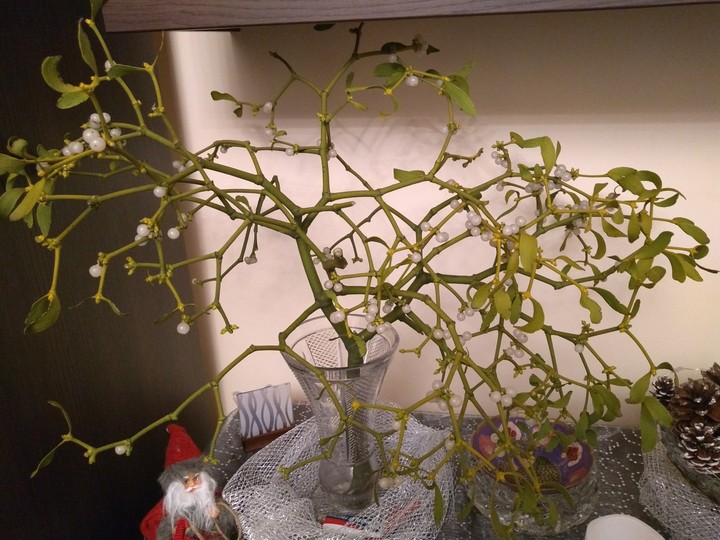 MyMistletoe