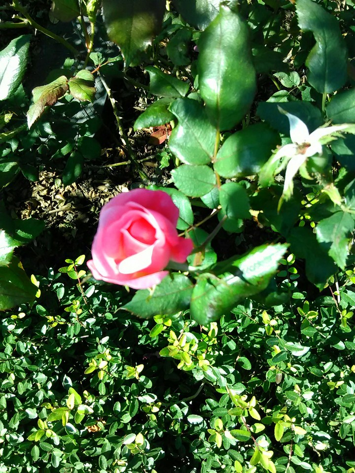 Texas Rose