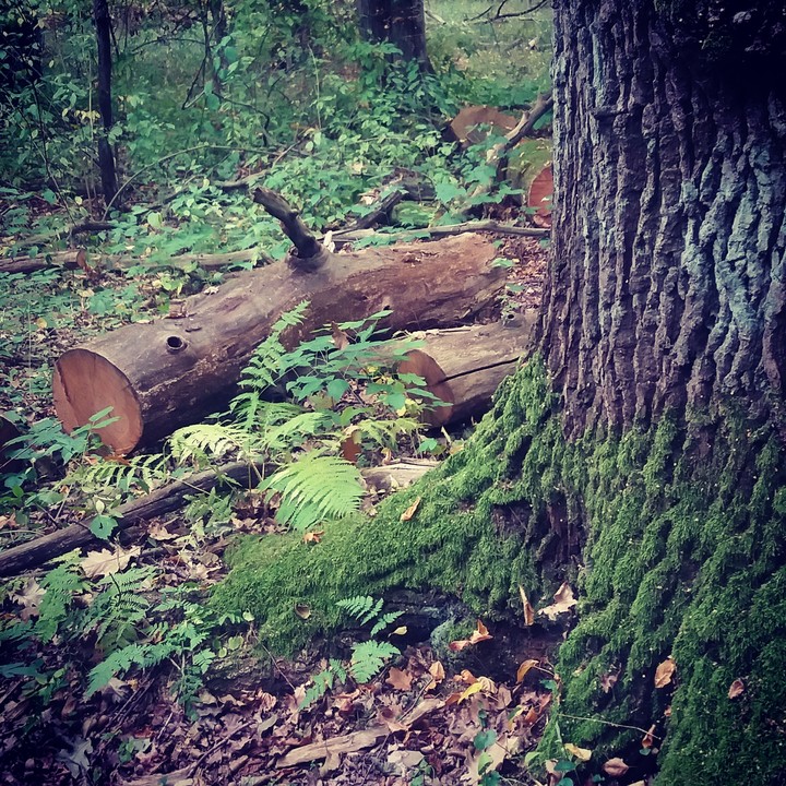 #las #wood #tree