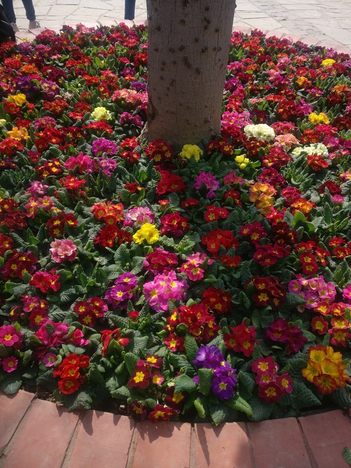 flowers