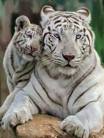 Mama e hijo