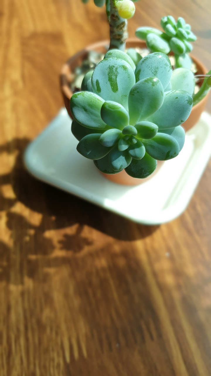 허브 화분