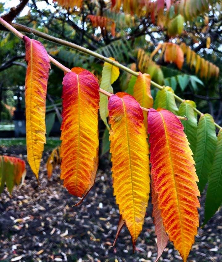Autumn)