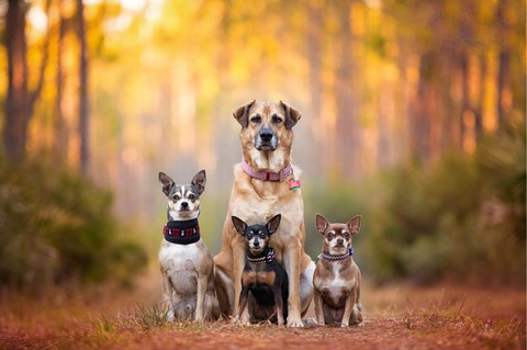 Dog's