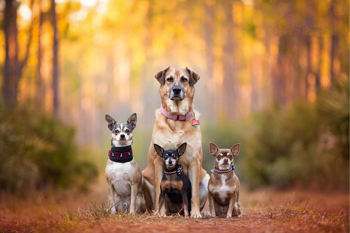 Dog's