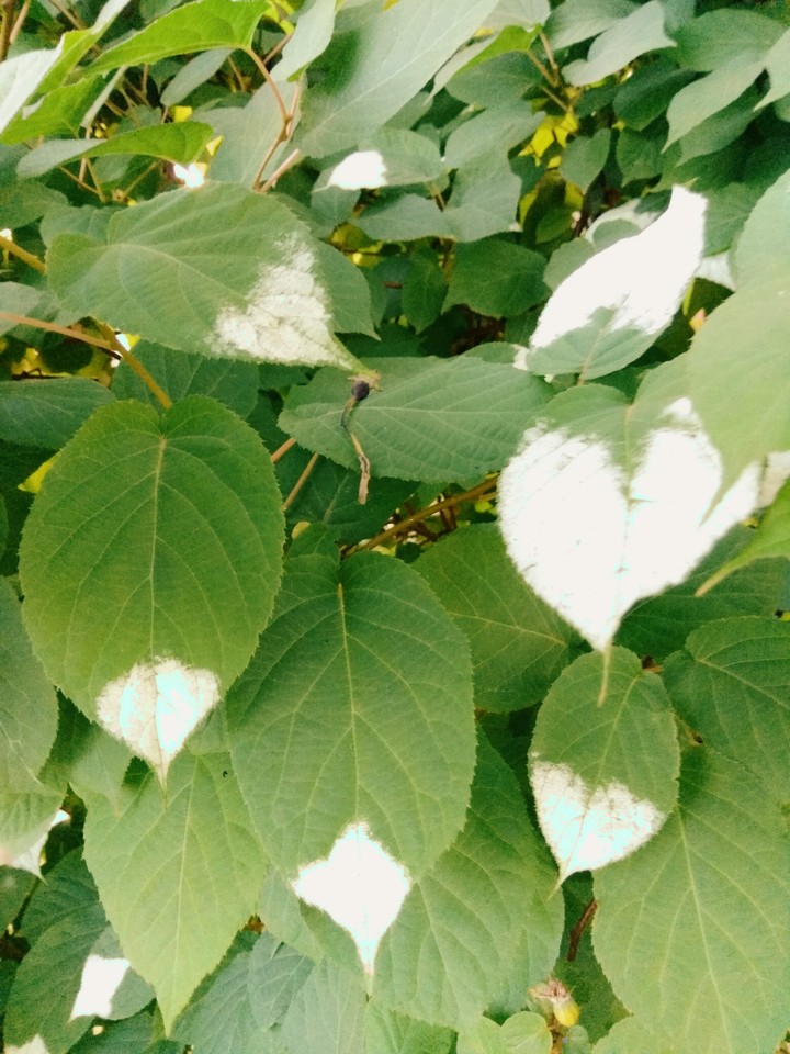 Leaf