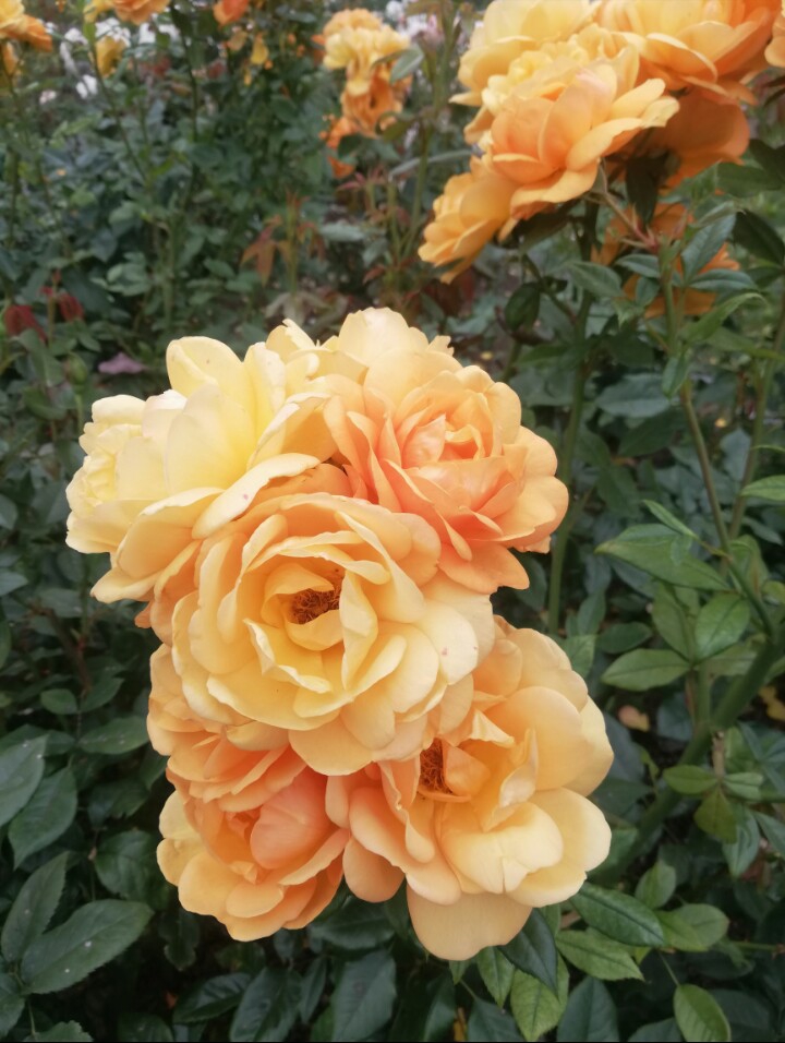rose ?