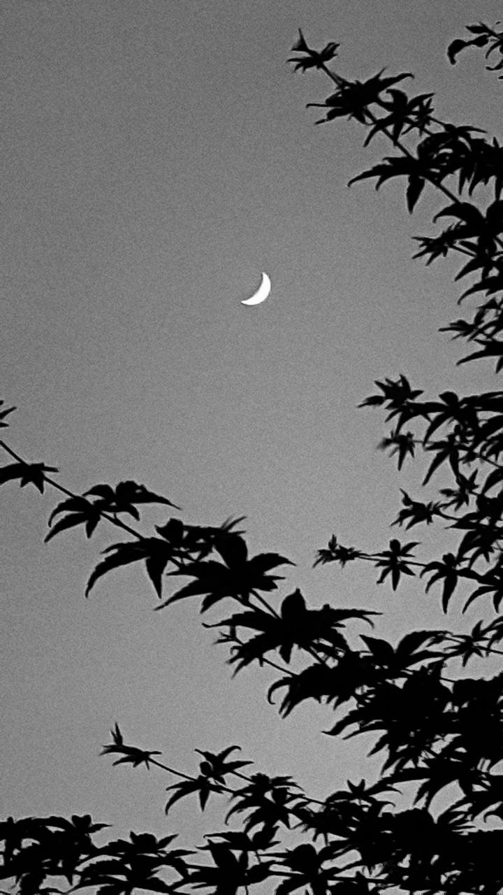 a moonlit night