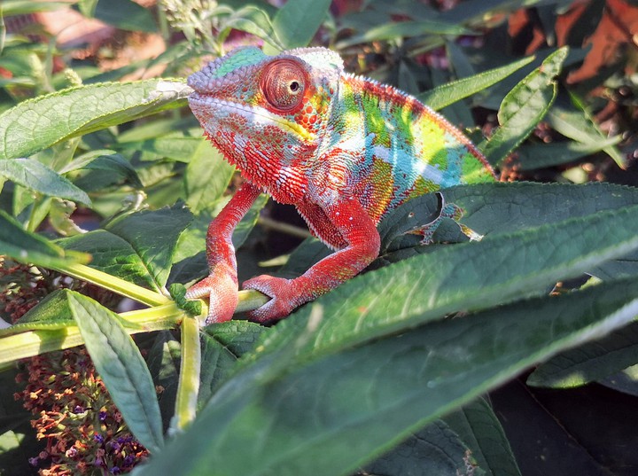 chameleon