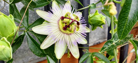 plant, fruit Hintergrundbilder