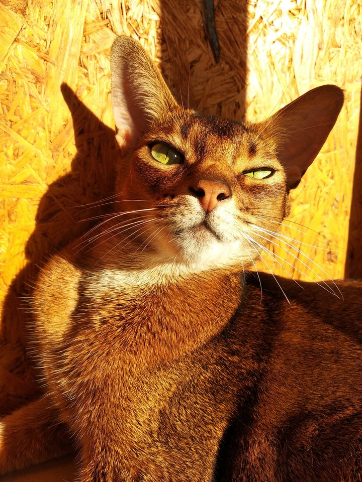 кот