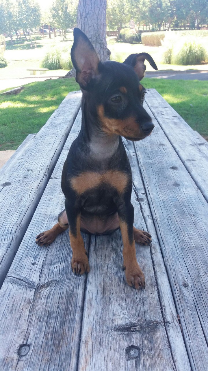 dog