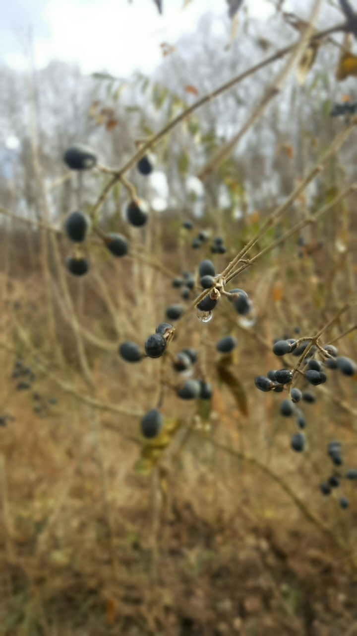 Bleak winter berries
