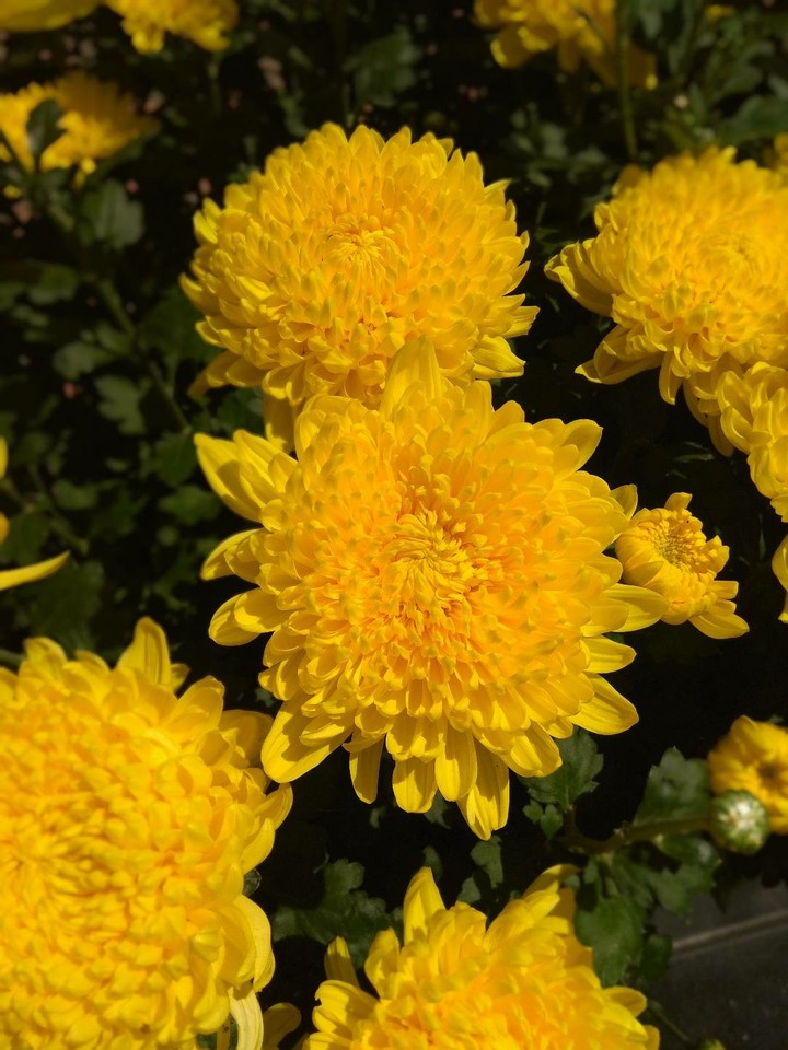 flowers