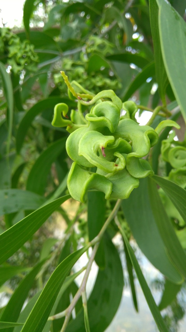 Green Flower