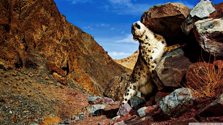 snow leopard