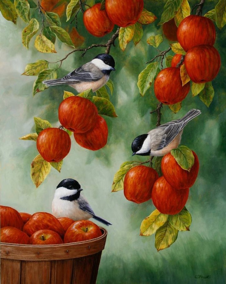chickadee