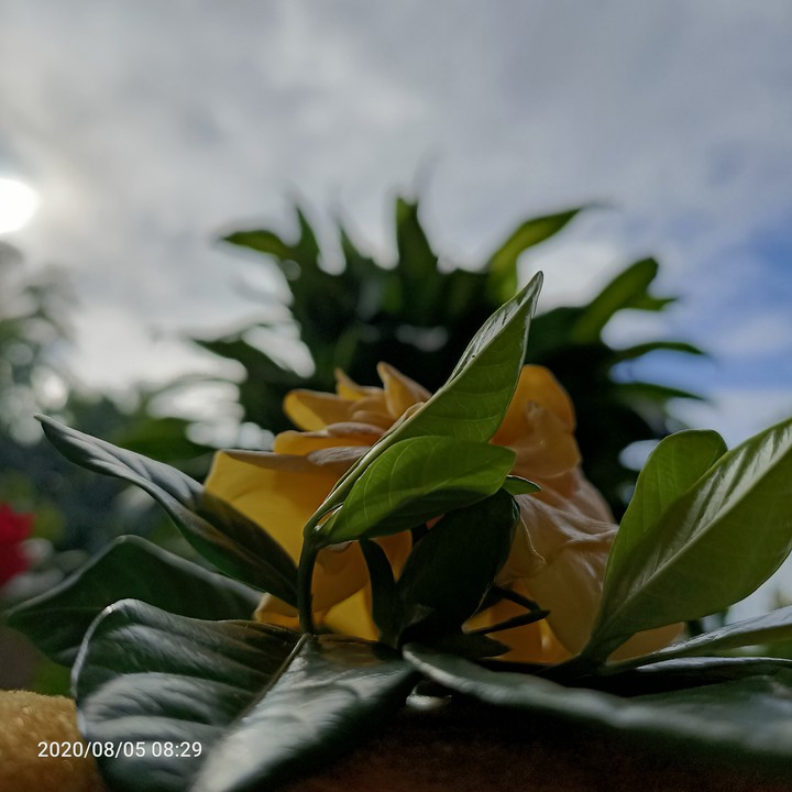 Yelloww