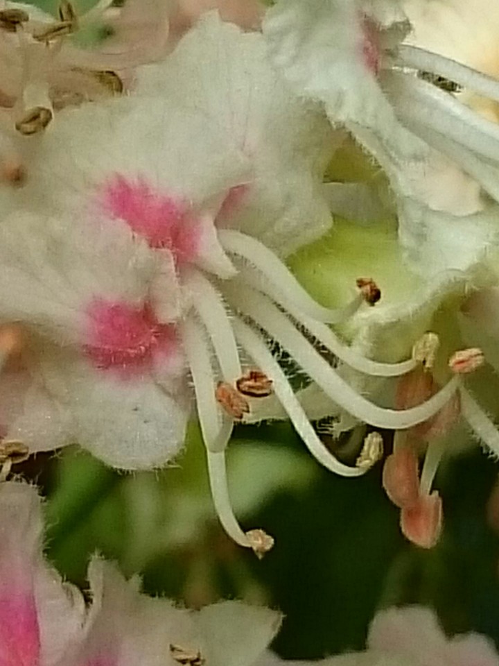 Kastanienblüte 2