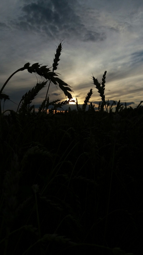 Field