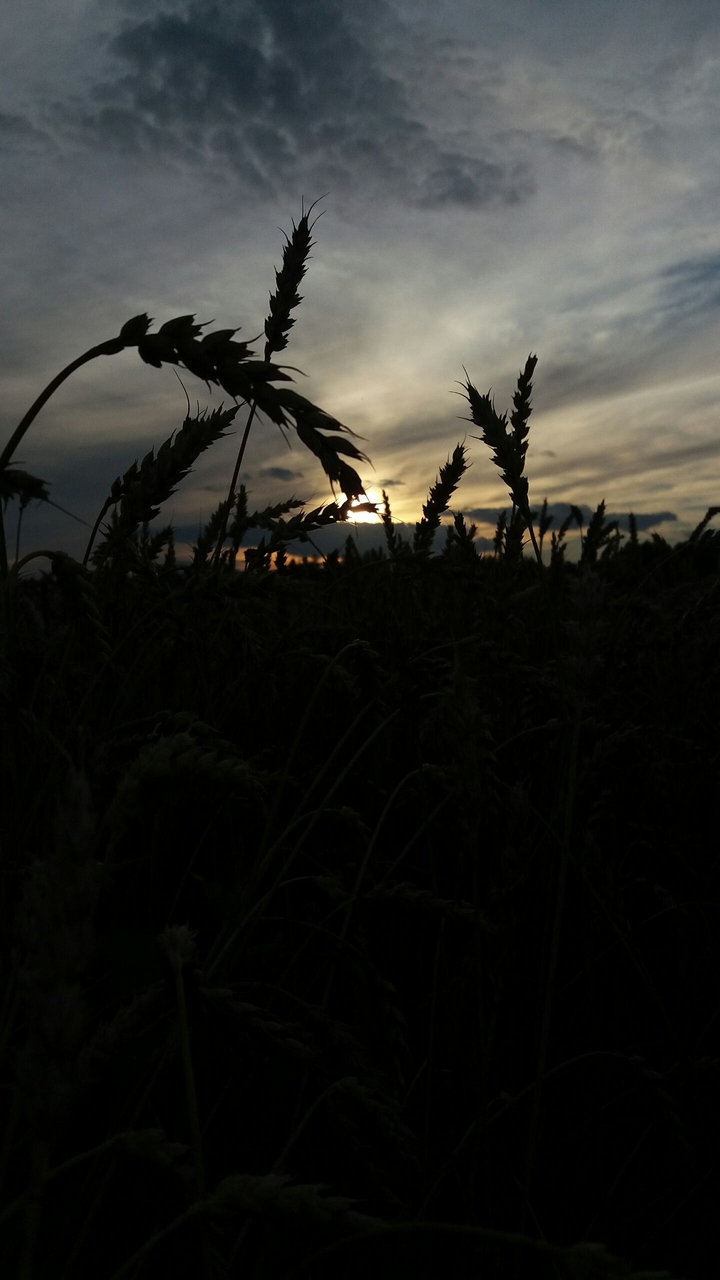 Field