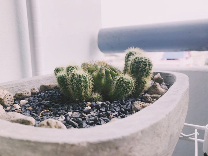 Cactus