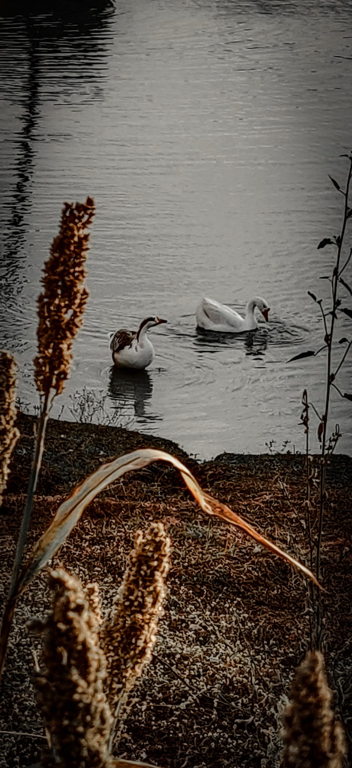 ? Ducks