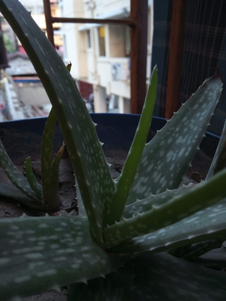 aloe vera
