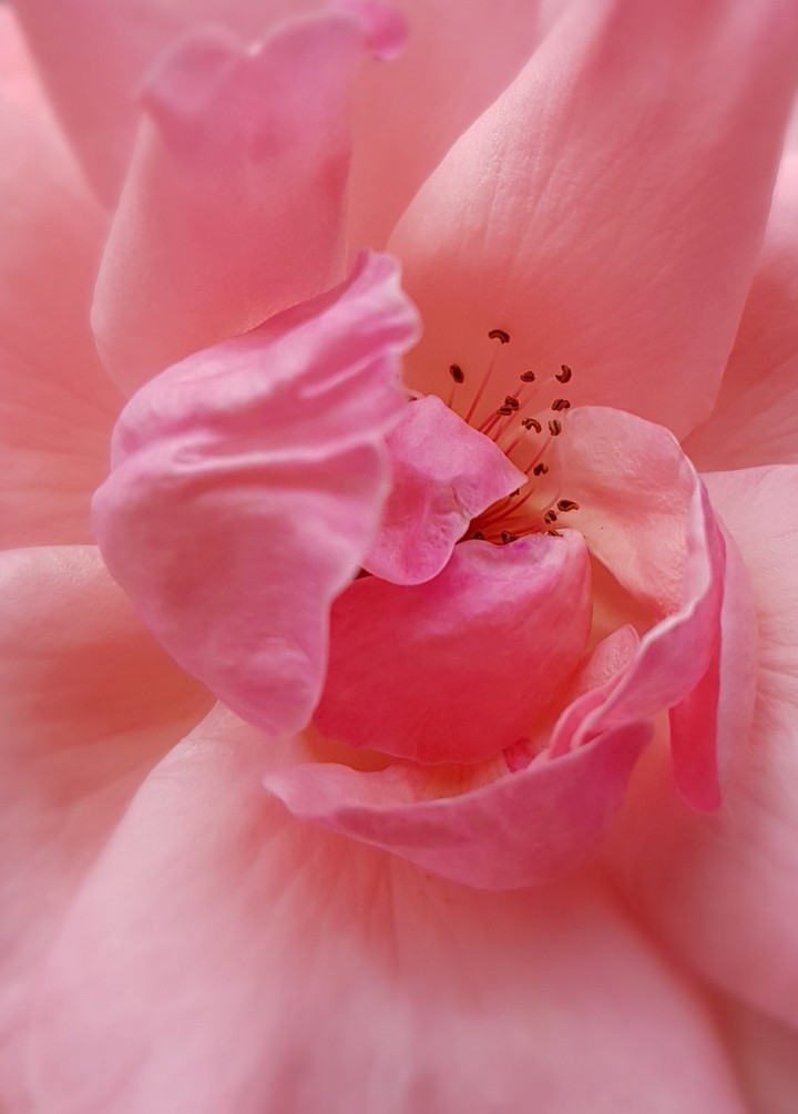 rosa