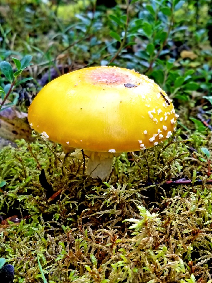 Colorful mushroom