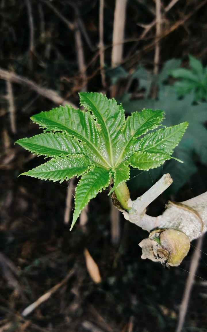 DSLR EFFECT BY HONOR 8X