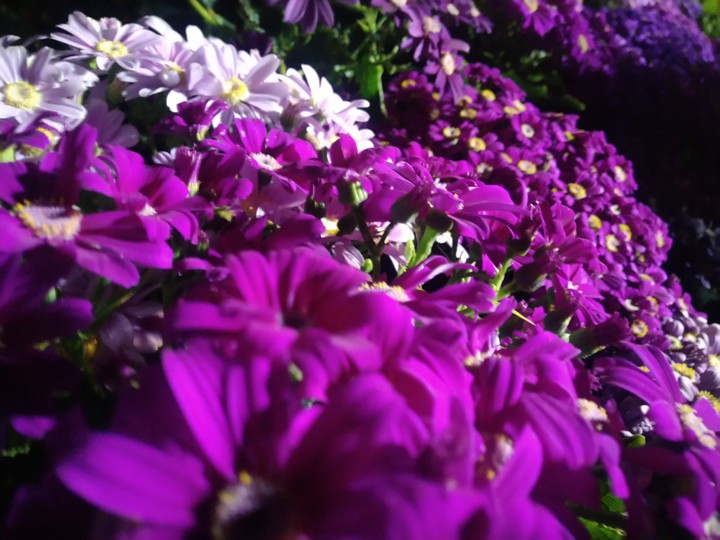 flowers of prem mandir