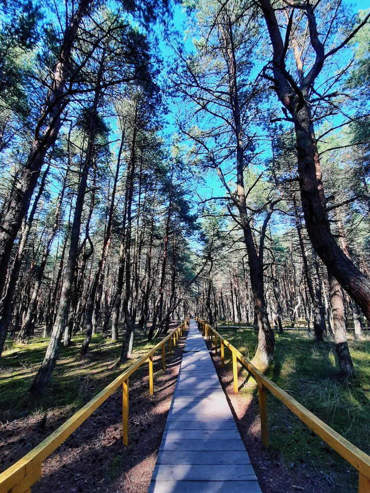 dancing forest in Kalilingrad oblast