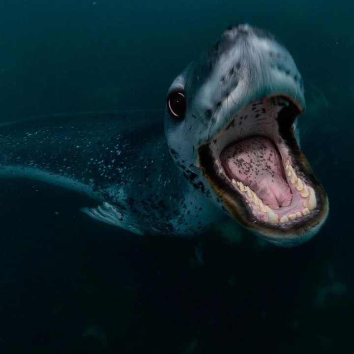 SEALION