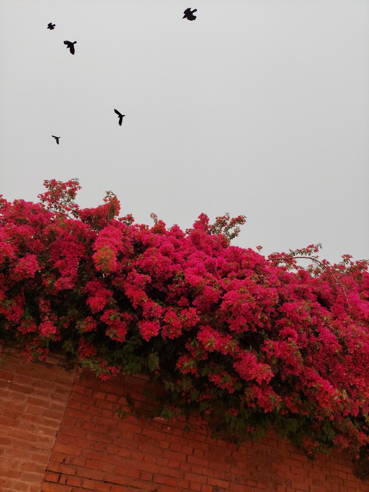 flowers